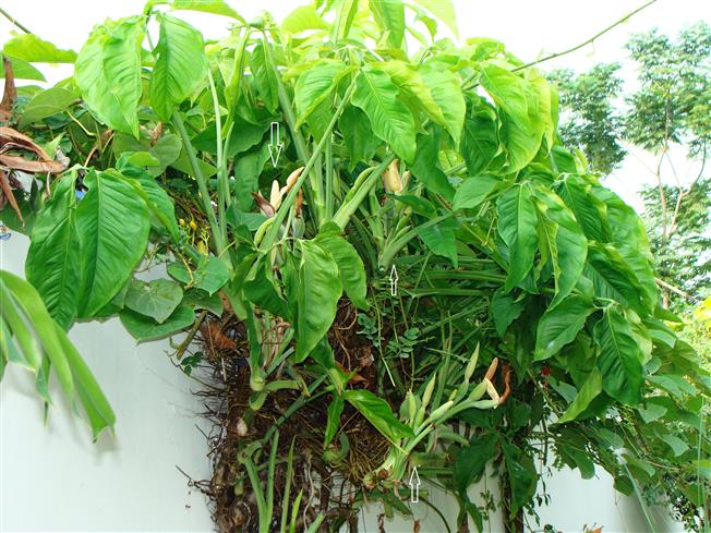 Syngonium podophyllum
